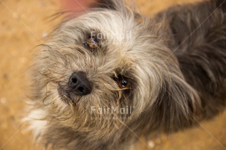 Fair Trade Photo Activity, Animals, Colour image, Dog, Horizontal, Looking at camera, Peru, South America