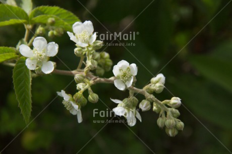 Fair Trade Photo Closeup, Colour image, Condolence-Sympathy, Flower, Green, Horizontal, Peru, Shooting style, South America, White