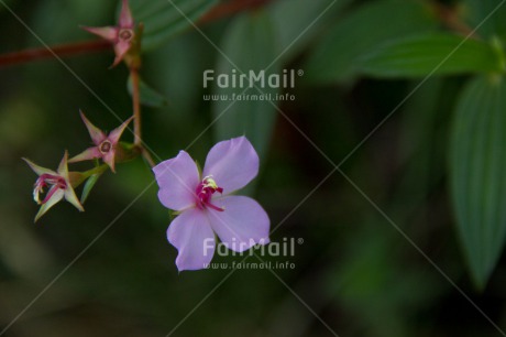 Fair Trade Photo Closeup, Colour image, Flower, Horizontal, Peru, Pink, Shooting style, South America