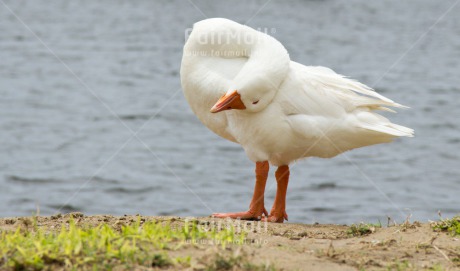 Fair Trade Photo Animals, Bird, Colour image, Day, Goose, Horizontal, Outdoor, Peru, South America, Water, White