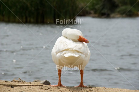 Fair Trade Photo Animals, Bird, Colour image, Day, Goose, Horizontal, Outdoor, Peru, South America, Water, White