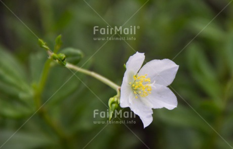 Fair Trade Photo Closeup, Colour image, Flower, Green, Horizontal, Nature, Peru, Shooting style, South America, White