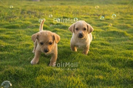 Fair Trade Photo Animals, Colour image, Cute, Day, Dog, Friendship, Horizontal, Outdoor, Peru, Puppy, Soapbubble, South America, Summer, Together