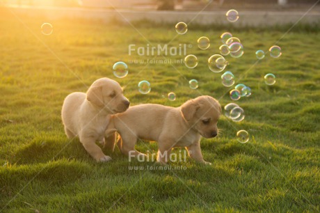 Fair Trade Photo Animals, Colour image, Cute, Day, Dog, Friendship, Horizontal, Outdoor, Peru, Puppy, Soapbubble, South America, Summer, Together