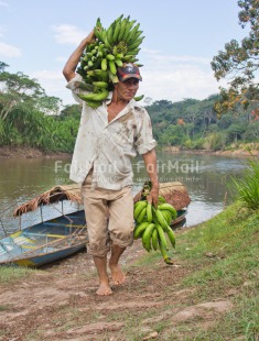 Fair Trade Photo Activity, Banana, Boat, Carrying, Colour image, Day, Fair trade, Food and alimentation, Fruits, One man, Outdoor, People, Peru, South America, Transport, Vertical