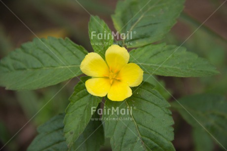 Fair Trade Photo Colour image, Flower, Horizontal, Peru, South America, Yellow