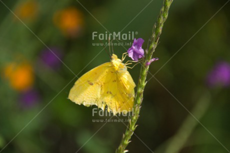 Fair Trade Photo Butterfly, Colour image, Environment, Flower, Horizontal, Nature, Peru, South America, Sustainability, Values, Yellow