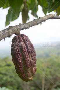 Fair Trade Photo Agriculture, Cacao, Chocolate, Colour image, Fair trade, Peru, South America, Tree, Vertical