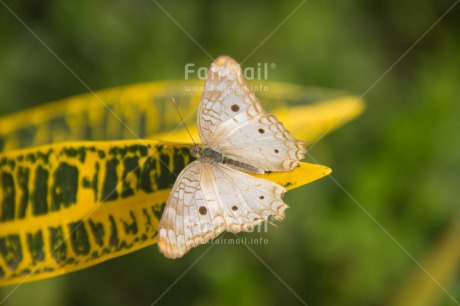 Fair Trade Photo Animals, Butterfly, Closeup, Colour image, Environment, Horizontal, Insect, Nature, Peru, Shooting style, South America, Sustainability