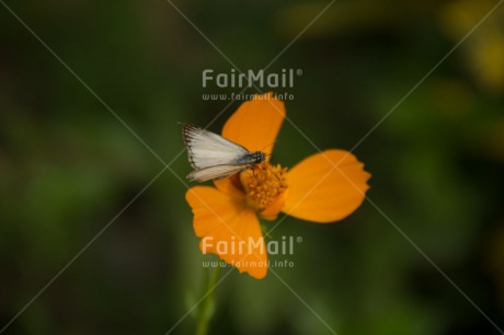 Fair Trade Photo Animals, Butterfly, Closeup, Colour image, Environment, Horizontal, Insect, Nature, Peru, Shooting style, South America, Sustainability