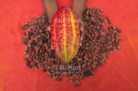 Fair Trade Photo Agriculture, Cacao, Chocolate, Colour image, Fair trade, Food and alimentation, Horizontal, Peru, South America