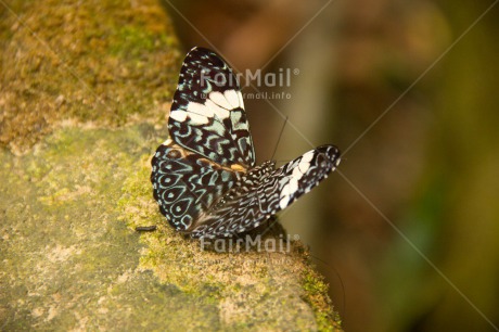 Fair Trade Photo Animals, Butterfly, Colour image, Environment, Horizontal, Insect, Nature, Peru, South America, Sustainability, Values