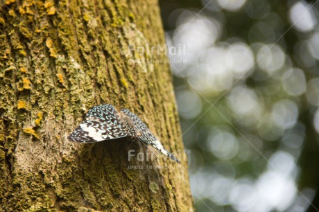 Fair Trade Photo Animals, Butterfly, Colour image, Environment, Horizontal, Insect, Nature, Peru, South America, Sustainability, Values