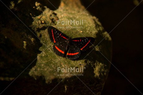 Fair Trade Photo Animals, Butterfly, Colour image, Environment, Horizontal, Insect, Nature, Peru, South America, Sustainability, Values