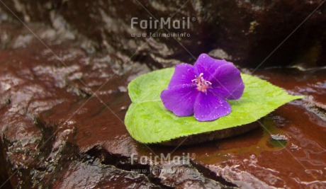 Fair Trade Photo Candle, Colour image, Condolence-Sympathy, Horizontal, Leaf, Peru, South America, Water