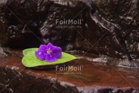 Fair Trade Photo Candle, Colour image, Condolence-Sympathy, Horizontal, Leaf, Peru, South America, Water