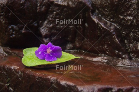 Fair Trade Photo Candle, Colour image, Condolence-Sympathy, Horizontal, Leaf, Peru, South America, Water