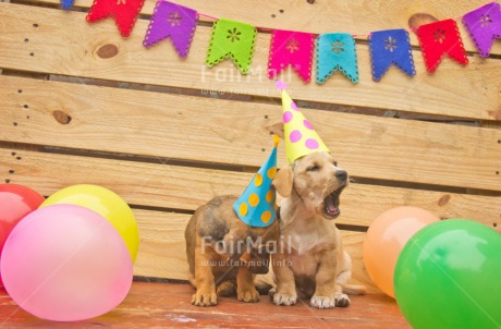 Fair Trade Photo Animals, Balloon, Birthday, Colour image, Cute, Dog, Flag, Hat, Horizontal, Peru, Puppy, South America