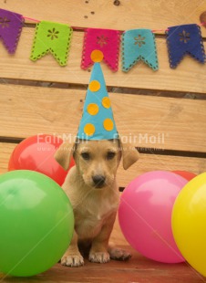 Fair Trade Photo Animals, Balloon, Birthday, Colour image, Cute, Dog, Flag, Hat, Peru, Puppy, South America, Vertical