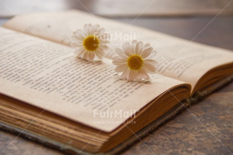 Fair Trade Photo Book, Colour image, Daisy, Education, Exams, Flower, Horizontal, Peru, South America, Thinking of you, Valentines day, Vintage