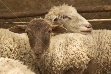 Fair Trade Photo Agriculture, Animals, Care, Colour image, Cute, Horizontal, Peru, Sheep, South America, Together