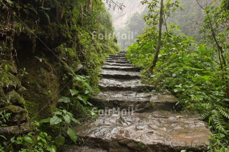 Fair Trade Photo Colour image, Forest, Green, Horizontal, Mountain, Peru, Road, Scenic, South America, Travel