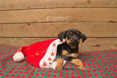 Fair Trade Photo Animals, Christmas, Colour image, Cute, Dog, Hat, Horizontal, Peru, Puppy, South America