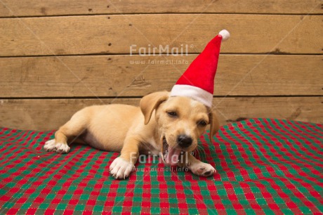 Fair Trade Photo Animals, Christmas, Colour image, Cute, Dog, Hat, Horizontal, Peru, Puppy, South America