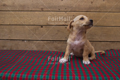 Fair Trade Photo Colour image, Horizontal, Peru, South America