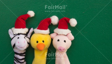 Fair Trade Photo Animals, Christmas, Colour image, Funny, Hat, Horizontal, Peru, South America