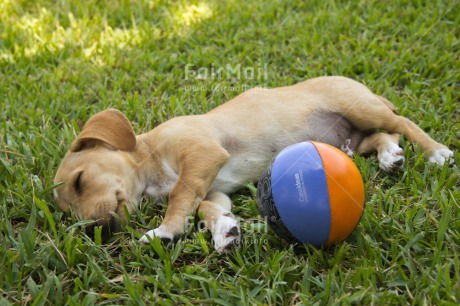 Fair Trade Photo Activity, Animals, Ball, Colour image, Dog, Grass, Horizontal, Peru, Playing, Puppy, South America