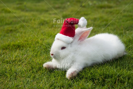 Fair Trade Photo Animals, Christmas, Colour image, Green, Hat, Horizontal, Peru, Rabbit, Red, South America, White