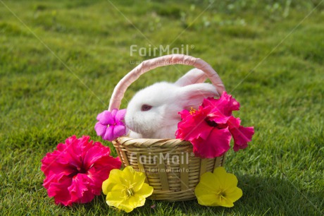 Fair Trade Photo Animals, Colour image, Cute, Easter, Flower, Horizontal, Outdoor, Peru, Rabbit, Seasons, South America, Spring