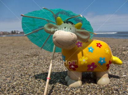 Fair Trade Photo Animals, Beach, Cow, Day, Flower, Funny, Horizontal, Outdoor, Peru, Smile, South America, Summer, Umbrella