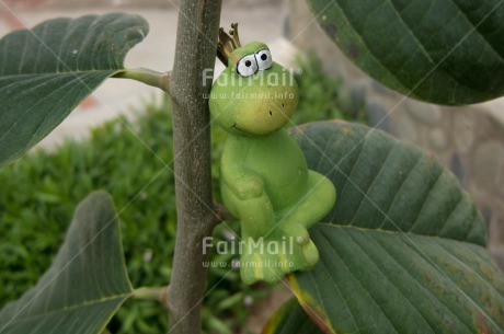 Fair Trade Photo Activity, Animals, Cute, Frog, Horizontal, Peru, Relaxing, South America