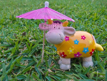 Fair Trade Photo Activity, Animals, Cow, Funny, Horizontal, Looking at camera, Peru, South America, Summer, Umbrella