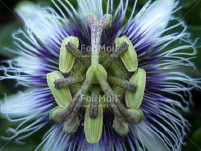 Fair Trade Photo Closeup, Colour image, Flower, Horizontal, Peru, South America