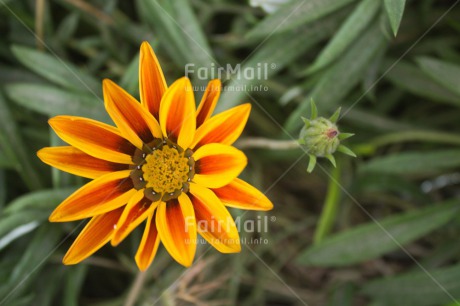 Fair Trade Photo Closeup, Colour image, Flower, Horizontal, Peru, Red, South America, Yellow