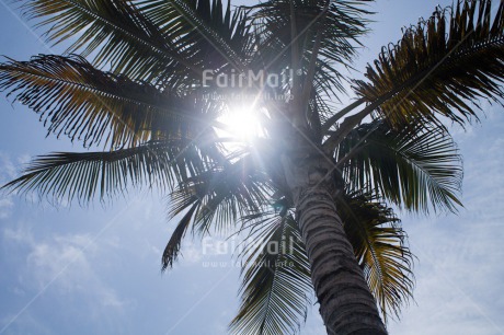 Fair Trade Photo Colour image, Horizontal, Light, Low angle view, Palmtree, Peru, South America, Tree