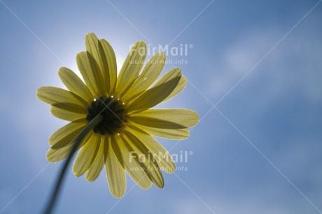 Fair Trade Photo Colour image, Condolence-Sympathy, Flower, Horizontal, Light, Low angle view, Peru, Seasons, Sky, South America, Summer, Yellow