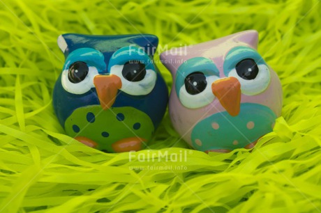 Fair Trade Photo Closeup, Colour image, Friendship, Funny, Horizontal, Owl, Peru, South America