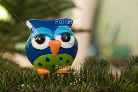 Fair Trade Photo Christmas, Closeup, Colour image, Funny, Horizontal, Owl, Peru, South America, Tree