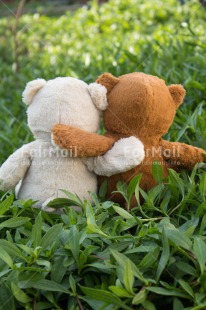 Fair Trade Photo Colour image, Cute, Friendship, Grass, Love, Outdoor, Peru, South America, Teddybear, Together, Vertical