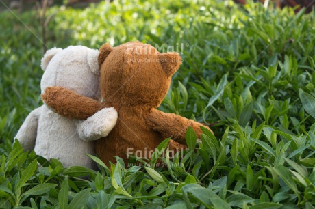 Fair Trade Photo Colour image, Cute, Friendship, Grass, Horizontal, Love, Outdoor, Peru, South America, Teddybear, Together