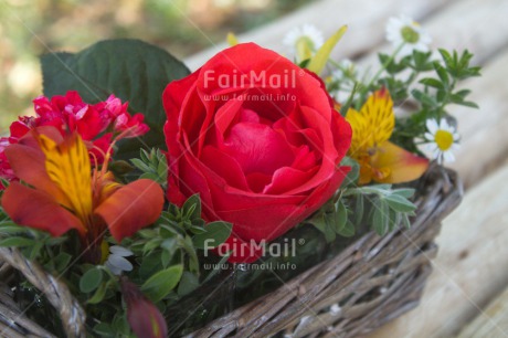 Fair Trade Photo Closeup, Colour image, Flower, Horizontal, Love, Mothers day, Peru, Red, Rose, Shooting style, South America, Thank you