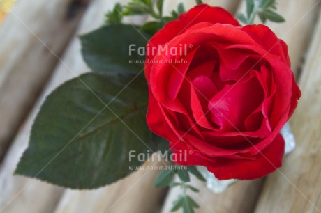 Fair Trade Photo Closeup, Colour image, Flower, Horizontal, Love, Mothers day, Peru, Red, Rose, Shooting style, South America, Thank you