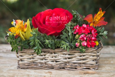 Fair Trade Photo Closeup, Colour image, Flower, Horizontal, Love, Mothers day, Peru, Red, Rose, Shooting style, South America, Thank you