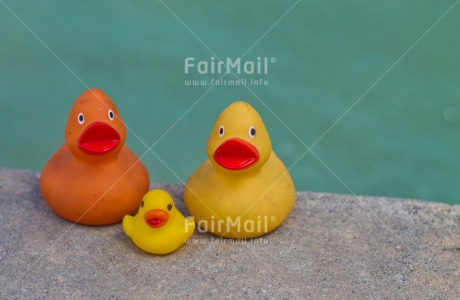 Fair Trade Photo Animals, Birth, Colour image, Duck, Horizontal, New baby, Peru, South America