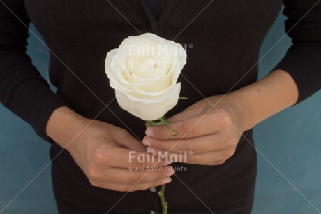 Fair Trade Photo Activity, Colour image, Condolence-Sympathy, Giving, Hand, Horizontal, Peru, Rose, South America, White
