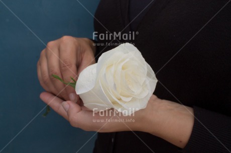 Fair Trade Photo Activity, Colour image, Condolence-Sympathy, Giving, Hand, Horizontal, Peru, Rose, South America, White